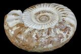 Large, Jurassic Ammonite Fossil - Madagascar #166002-2